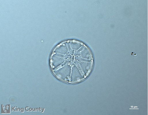 Photo of Asteromphalus heptactis